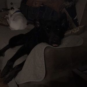 Meet your Posher, Darrin